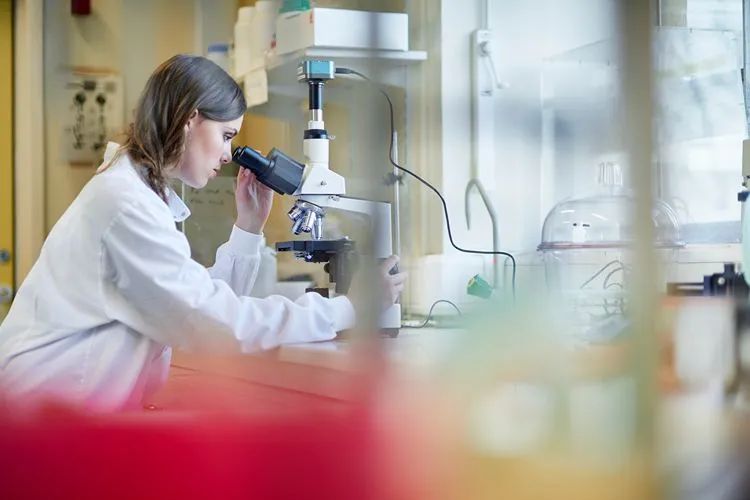 Scientist examining microbiome samples — Akkermansia muciniphila research has produced over 500 PubMed publications